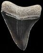 Juvenile Megalodon Tooth - Serrated Blade #58070-2
